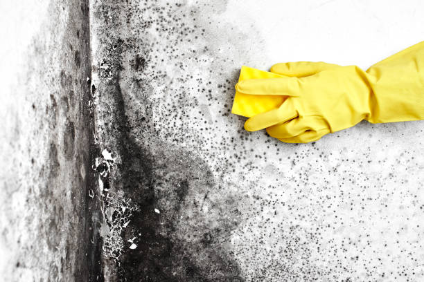 Professional Mold Remediation in Arcata, CA
